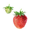 Strawberry, botanical illustration. Berries isolated on a white background.