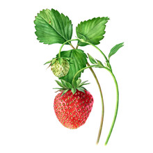 Strawberry, Botanical Illustration. Strawberries On A Bush Isolated On A White Background.