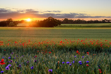 Wall Mural - The Sun setting on a field of poppies, Jutland, Denmark.