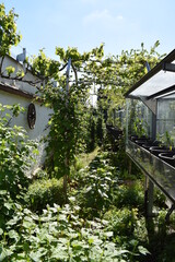 Poster - Gemüsegarten im Frühling