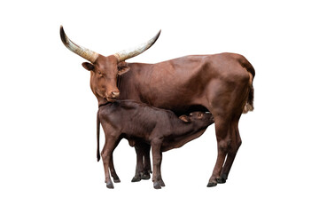 Wall Mural - cow gives milk to little child on white background