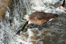 Daring Canada Geese Near A Stepped Weir Pecking At Organic Matter Growing Beneath The Rapidly Cascading River