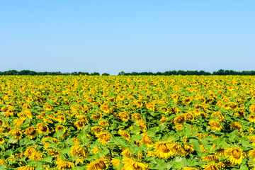 Wall Mural - Field of the blooming sunflowers at summer. Rural landscape