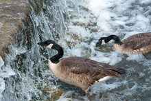Daring Canada Geese Near A Stepped Weir Pecking At Organic Matter Growing Beneath The Rapidly Cascading River