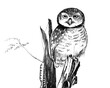Spotted owlet ,Bird sketch over white paper background