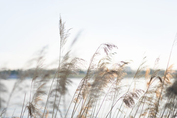 Pampas grass on the river in summer. Natural background of golden dry reeds against a blue sky. Selective focus.