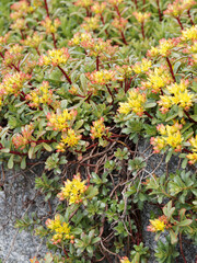 Canvas Print - Sedum kamtschaticum floriferum 'Weihenstephaner Gold' ou orpin du Kamtschaka tapissant un muret