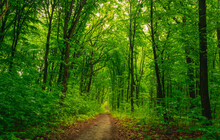 Forest Road Along Green Trees 