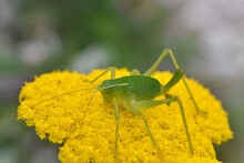 Little Green Grasshopper On Wild Yellow Flower. Close Up Of Grasshopper On The Flower