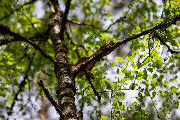 portrait of fox squirrel (sciurus niger) sitting on branch isolated on green. holds foreleg with nut