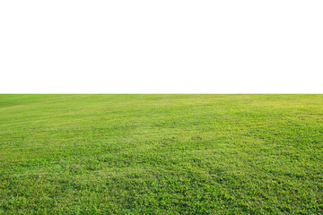 Wall Mural - green grass on a white background