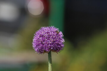 Wall Mural - a blooming purple onion on which a bee sits