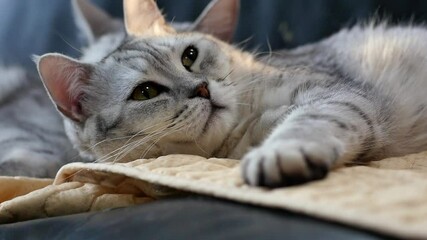 Poster - Cute Scottish Cat Lying And Sleeping On Sofa
