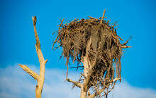Eagle Nest On A Dry Tree. Branches For Bird House At The Top Of The Forest.  Florida Wildlife Birds. Animals And Nature Photographer. Blue Sky On Background.