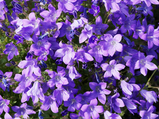 Poster - Campanule Muralis ou Campanule des murs, fleurs en clochettes, bleu violacé, retombantes