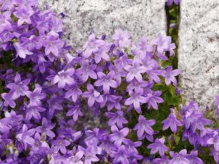 Canvas Print - Touffe de campanules des murailles de couleur bleu violacé au feuilles vertes décorant un muret (Campanula muralis ou portenschlagiana)