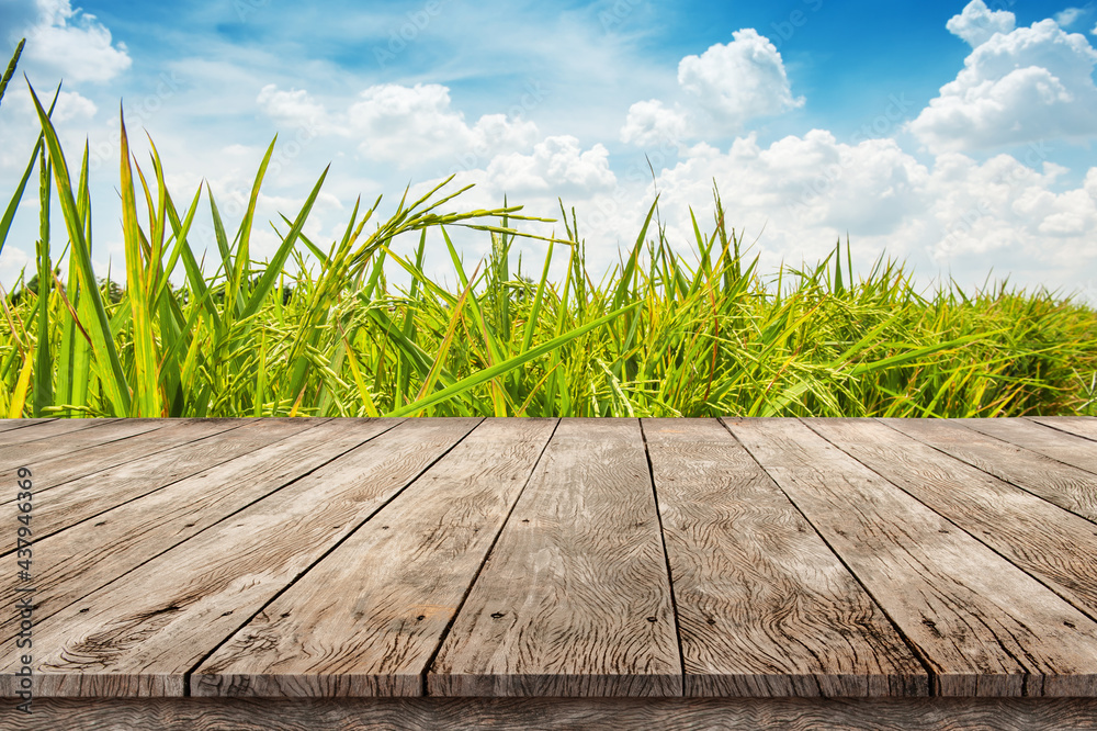 Wooden table top montage photo with paddy rice plantation against blue ...
