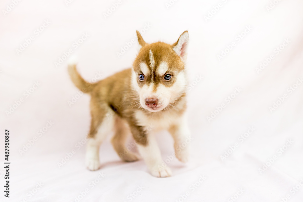 シベリアンハスキー 子犬 かわいい パピー オッドアイ ブルーアイ Wall Mural Tadogami