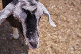 Fototapeta  - goat in the farm