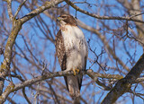 Fototapeta  - red tailed hawk