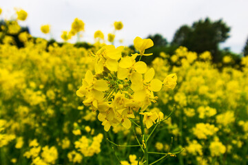 Wall Mural - Pretty Yellow Flowers in Field