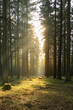 morning sun shining through the trees in a forest - Taunus, Germany