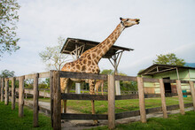 Giraffe In The Zoo