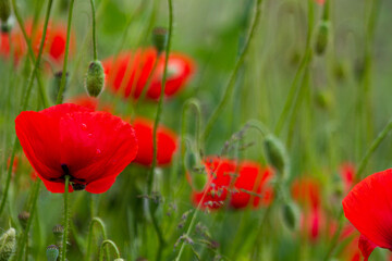 Wall Mural - Klatschmohn