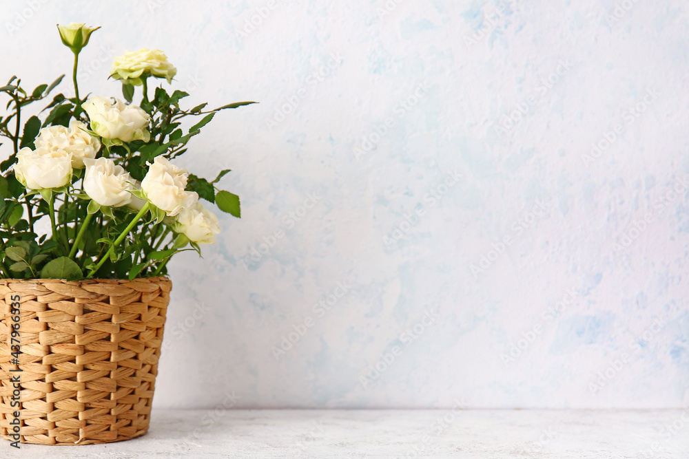 Beautiful white roses in pot on light background