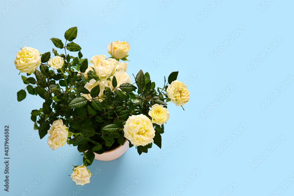 Beautiful white roses in pot on color background