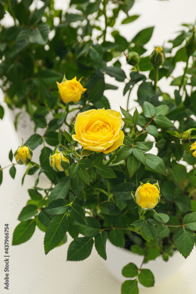 Beautiful yellow roses in pot, closeup