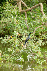 bird on a branch