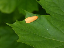 Orange Footman Moth (Wittia Sororcula) - Orange Moth On Green Maple Leaf, Poland