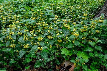 Canvas Print - Flowering Yellow archangel plant or Lamium galeobdolon argentatum