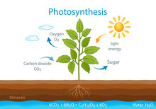 Teaching Poster With The Process Of Cellular Respiration Of A Growing Plant With Leaves.