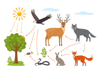 Educational banner for kids about the food chain in the wild. Wildlife food pattern diagram.