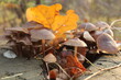 Pilze auf einem Baumstamm im Herbst