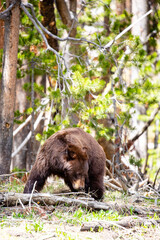 Wall Mural - Large female cinnamon phase black bear (Ursus americanus) searches for food in Yellowstone National Park in late May