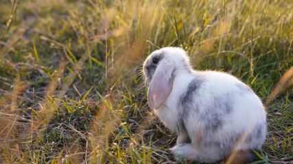 Rabbit in green field and farm way. Lovely and lively bunny in nature with happiness. Young rabbit in forest.