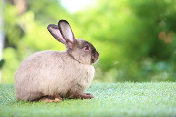 Cute litte rabbit on green grass with natural bokeh as background. Young adorable bunny playing in garden.