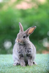 Wall Mural - Cute litte rabbit on green grass with natural bokeh as background. Young adorable bunny playing in garden.