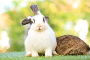 Wall Mural - Adult rabbit sits on green graas in nature bokeh as background. Lovely mature bunny wears flower wreath on its head. Cute pet photo.