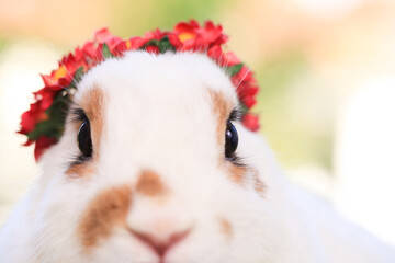 Adult rabbit sits on green graas in nature bokeh as background. Lovely mature bunny wears flower wreath on its head. Cute pet photo.