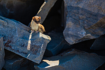 Wall Mural - Small Ermine Pauses After Zooming Around The Rocks