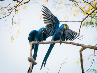 a couple of blue macaws