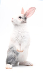 Wall Mural - Young adorable bunny stand on white background. Cute baby rabbit for Easter and new born celebretion.  1  month pet