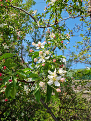 Poster - Spring blossom: branch of a blossoming apple tree 