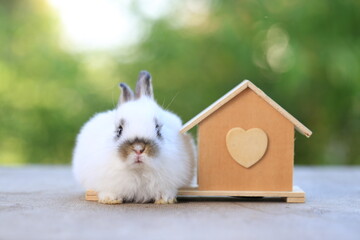 Wall Mural - Young baby rabbit is on wood with green bokeh nature background. Adorable and cute new born rabbit small wood house as stay safe at home in Covid-19 crisis.