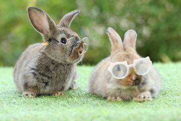 Wall Mural - Student and school concept ⁬with cute litte rabbit wearing eyeglasses on green grass with natural bokeh as background. Young adorable bunny playing in garden.