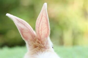 Cute litte rabbit on green grass with natural bokeh as background. Young adorable bunny playing in garden.